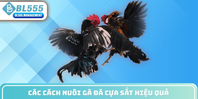 Các cách nuôi gà đá cựa sắt hiệu quả