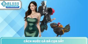 cách nuôi gà đá cựa sắt