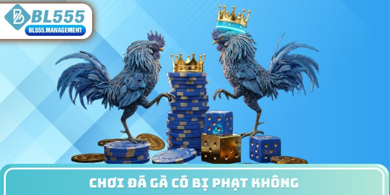 Chơi đá gà có bị phạt không