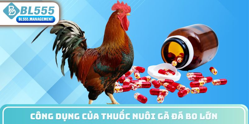 Tác dụng của thuốc nuôi gà đá bo lớn