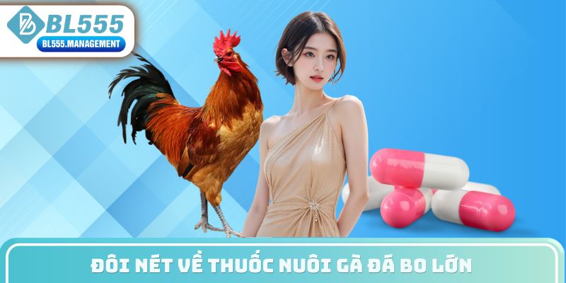 Đôi nét về thuốc nuôi gà đá bo lớn