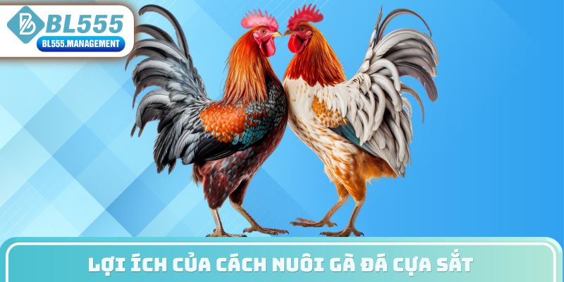 Lợi ích của cách nuôi gà đá cựa sắt
