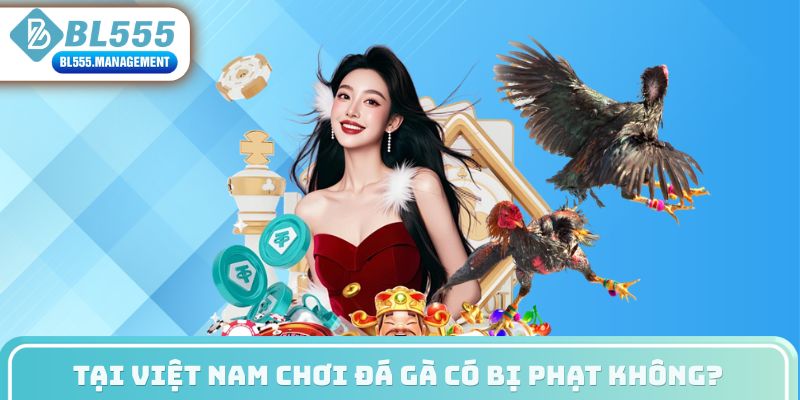 Tại Việt Nam chơi đá gà có bị phạt không?