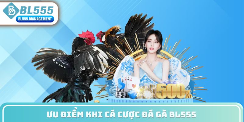 Ưu điểm khi cá cược đá gà BL555